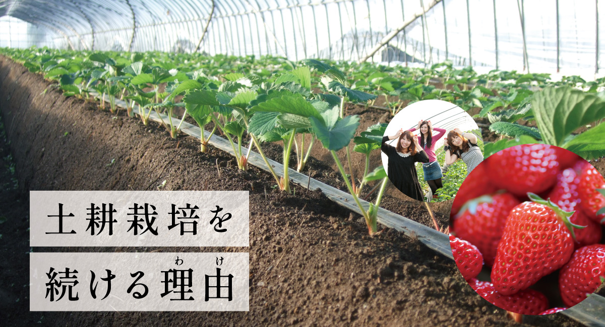 土耕栽培を続ける理由 - 深作農園